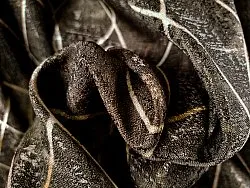 Vorhang - Bailey (braun)