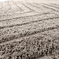 Runde Teppiche - Conara Natural Cotton Shaggy (taupe)