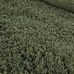 Hochflorteppiche - Fassale Hand Woven Wool Shaggy (moosgrün)