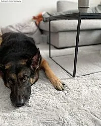 Hochflorteppiche - Cloud Super Soft (grau)